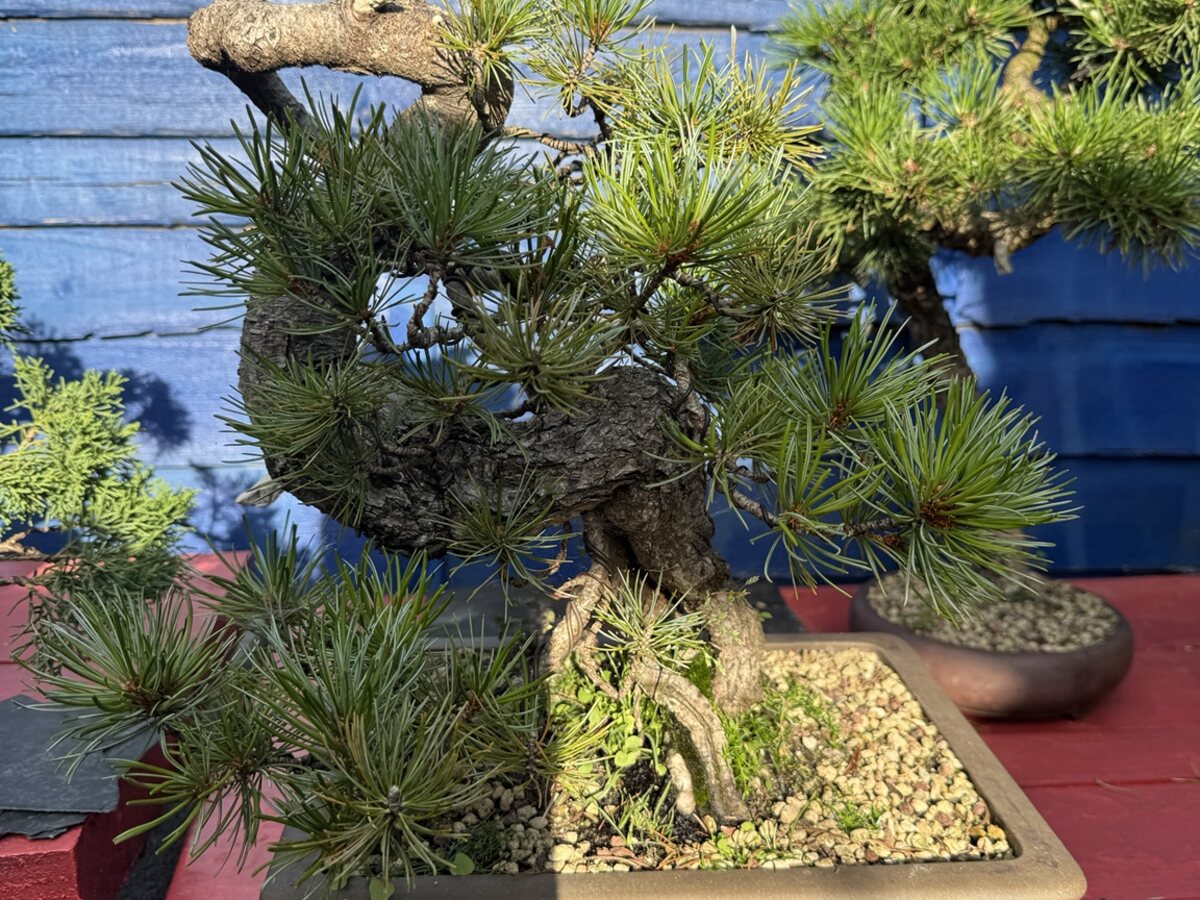 Pine bonsai from a member collection