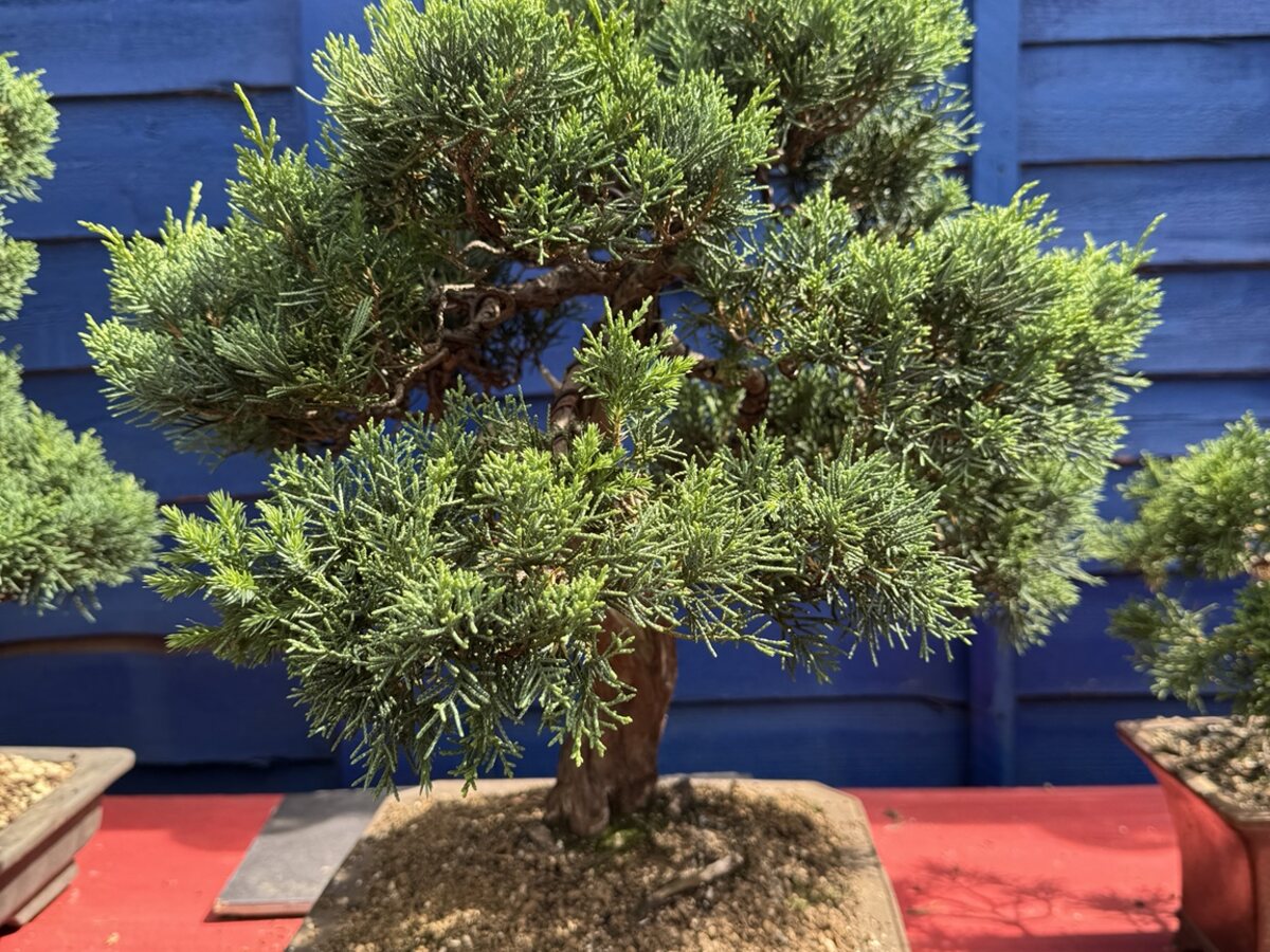 Bonsai in development