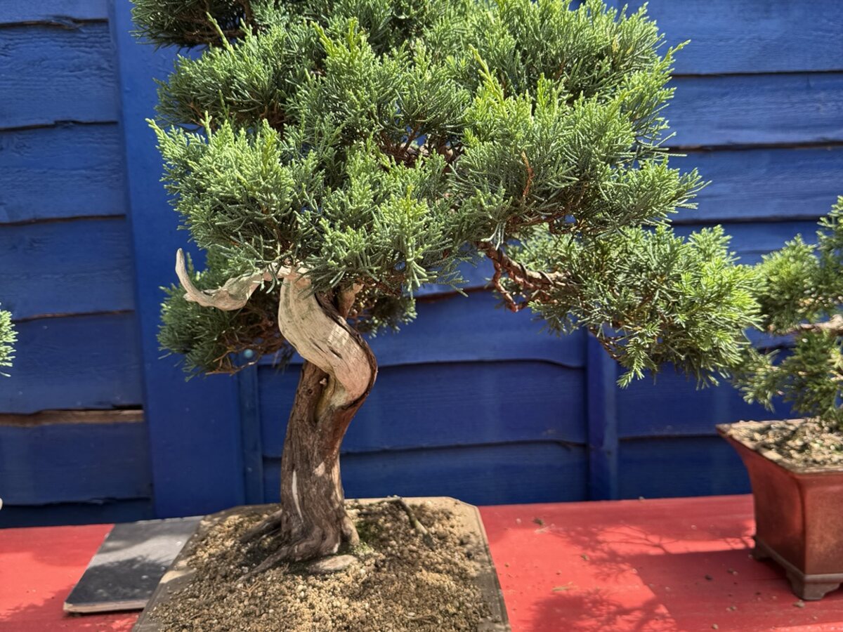 Juniper bonsai in training