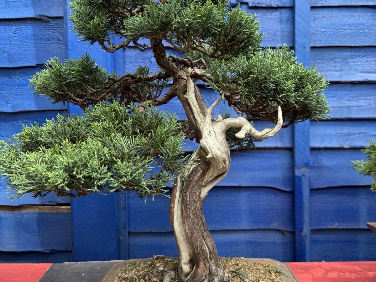 Juniper bonsai with established trunk movement