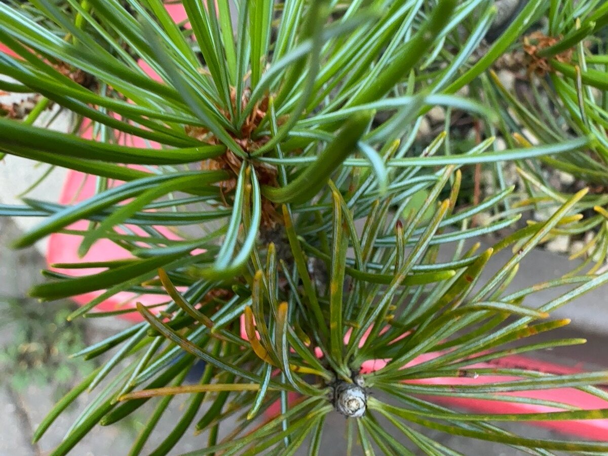 Close view of pine foliage