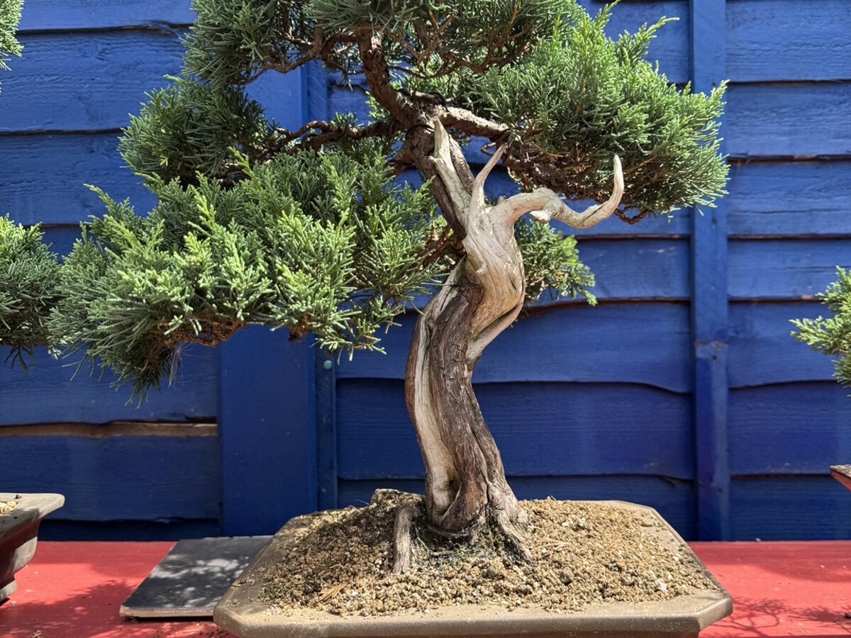 Juniper bonsai styling work